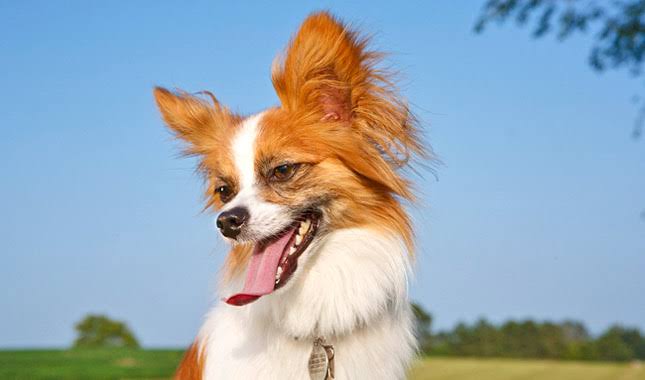 Papillon Dog Breed Information - Vetstreet | Vetstreet