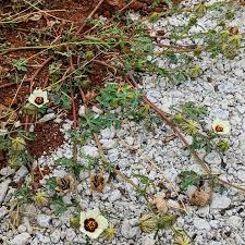 Image result for Hibiscus tridactylites