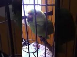 Bird That Sounds Like A Baby Crying Periquito Chorando Youtube In 2020 Cry Like A Baby Bird Youtube