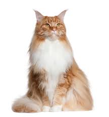 Fluffy maine coon cat names. 320 Best Russian Cat Names For Your Feline Comrade