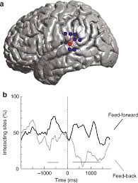 Mehrere chinesische sprachen, eine chinesische schrift. Neural Encoding And Production Of Functional Morphemes In The Posterior Temporal Lobe Nature Communications