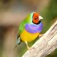 August Meeting — Hawkesbury Finch Club