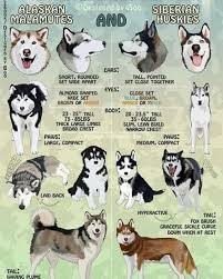 Difference Between Siberian Huskies And Alaskan Malamutes Coolguides In 2020 Malamute Alaskan Malamute Alaskan Malamute Puppies