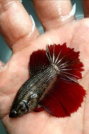 Fwbettashm1540999202 Female Black Red Copper Halfmoon Betta Betta Fish Betta