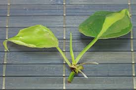 Propagating Heartleaf Philodendron Philodendron Hederaceum Philodendron Scandens Stem Cuttings Yes Philodendron Scandens Philodendron Plant Leaves