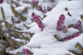 Winter flowering heather Stock Photos, Royalty Free Winter flowering  heather Images