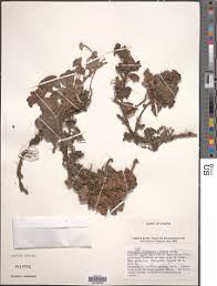 Image result for Alchemilla cryptantha