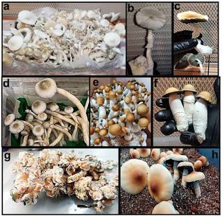Brazilian (Psilocybe cubensis) strain specimens, AI generated