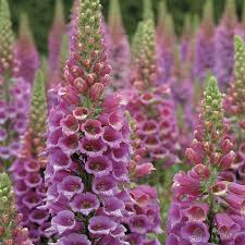 Image result for Digitalis purpurea