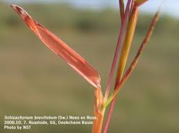 Image result for Schizachyrium brevifolium