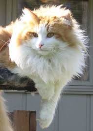 Norwegian Forest Cat Norwegian Forest Cat Kittens Cutest Forest Cat