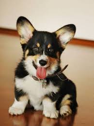 Adorable Black And White Corgi Puppy I Ll Just Leave This Right Here Corgi Dog Corgi Corgi Puppy