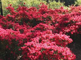 Maybe you would like to learn more about one of these? Autumn Cheer Encore Azalea 3 Gallon Shrub Shrubs For Fall Color Gardener Direct