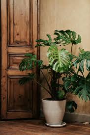 Monstera Plant