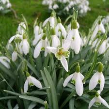 Choose from a wide range of similar scenes. Plant Bulbs With Deer And Rabbit Resistance Nature S Perspective Landscaping