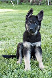 When they first greet the world, puppies' eyelids are tightly closed, and they can't see anything. When Does A German Shepherd Puppies Ears Stand Up German Shepherds Forum