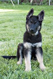 Elke dag worden duizenden nieuwe afbeeldingen van hoge kwaliteit toegevoegd. When Does A German Shepherd Puppies Ears Stand Up German Shepherds Forum