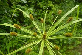 Image result for Cyperus zollingeri