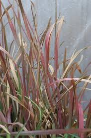 Image result for Eustachys