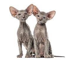 peterbald kedisi kediler ve yavrulari yavru kediler kedi