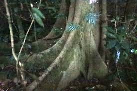 Image result for Newtonia buchananii