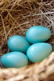 Blue Bird Eggs With Brown Spots Waiting Waiting Robin S Egg Blue Bird Eggs Beautiful Birds Robins Egg Blue Paint