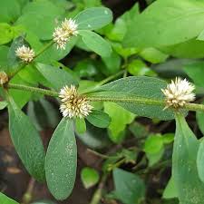 Image result for Alternanthera caracasana