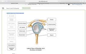 It is a commonly injured shoulder joint, ranging from sprains to frank. Joints Homework Flashcards Quizlet