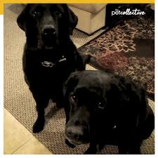 We did not find results for: The Pet Collective Home Facebook