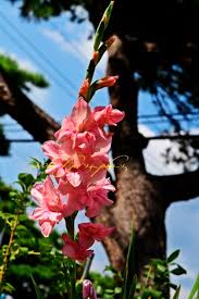 Image result for Gladiolus microspicatus
