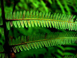 Image result for Gleicheniaceae