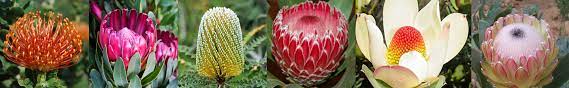 Protea Flower Life Cycle Best Flower Wallpaper