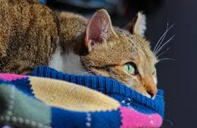 For cats, suckling can only be done in a safe environment because this action can leave them vulnerable. Why Do Cats Sleep With Their Eyes Open Should I Be Worried