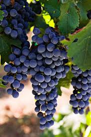 Facebook Fruit Fruit Seeds Organic Fruit