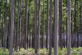 Image result for Eucalyptus cloeziana