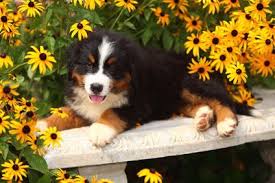 Bernese mountain dog puppies dallas tx. Picture Of Bernese Mountain Dog Puppy Laying On A Bench Among Yellow Flowers Dog Pictures Photography W Dog Pictures Bernese Mountain Dog Puppy Dog Pictures