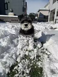 雪天堅持外出玩耍雪納瑞犬全身沾滿雪球化身冬季限定「雪球狗」