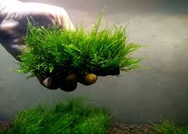 Moss atau lumut air merupakan salah satu tanaman favorit di aquascape. 17 Jenis Moss Aquascape Untuk Dijadikan Karpet Atau Bonsai Lengkap Hobinatang