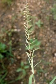 Image result for Dinebra