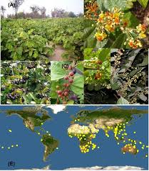 Image result for Grewia arborea