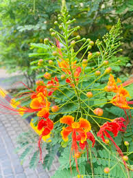 Image result for Caesalpinia rostrata