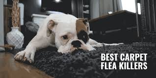 Feedback from customers will reveal the good and bad. 10 Best Carpet Flea Killers Reviews Upholstery Toxicity Benefits