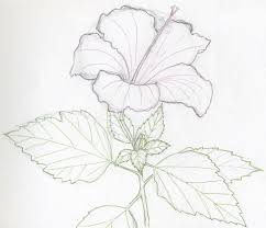 Easy Pencil Sketches Flower Drawings Flower Drawing Tutorials Flower Sketches Drawings