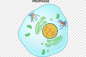 During interphase, the cell grows (g1), replicates its dna (s) and prepares for mitosis (g2). Prophase Mitosis Metaphase Interphase Telophase Watercolor Bear Cell Mitosis Png Pngegg