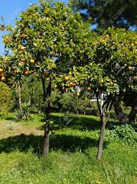 Image result for Citrus × aurantium