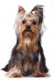 Chihuahua, gigitan, tali, anjing kecil, anjing, anak anjing, bayi, mainan, mainan anjing, bermain, muda. Yorkshire Terrier Haircuts There S So Much More To Discover Anjing Anjing Kecil