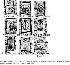 in this figure the cell anatomy of animal and plant cells. Lab 9 Mitosis And Meiosis Biology Libretexts