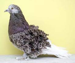 frillback pigeon beautiful birds pigeon breeds pet birds
