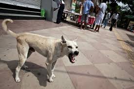 A Snarling Menace In India Published 2012 Dogs Centers For Disease Control And Prevention Stray Dog