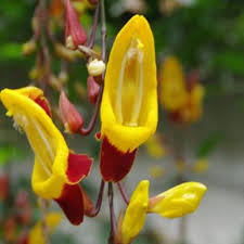 Image result for Thunbergia kirkiana